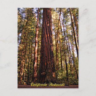 Giant Sequoia-California Redwoods Postcard