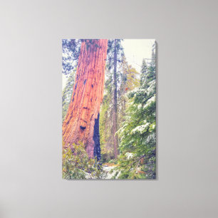 Giant Sequoia Canvas Print