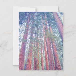 Giant Sequoia Forest Postcard