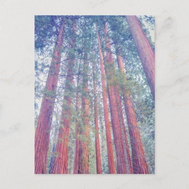Giant Sequoia Forest Postcard (Front)