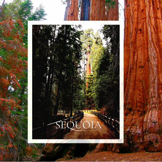 Giant Sequoia in Sunlight, Trail through Forest Postcard (Creator Uploaded)