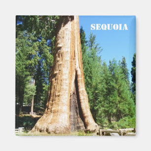 Giant Sequoia Magnet! Magnet