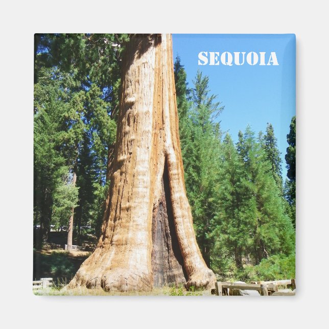 Giant Sequoia Magnet! Magnet (Front)