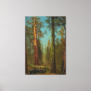  Giant Sequoia Mariposa Grove,  California Canvas Print