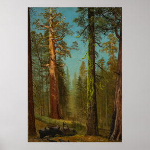 Giant Sequoia Mariposa Grove California Poster