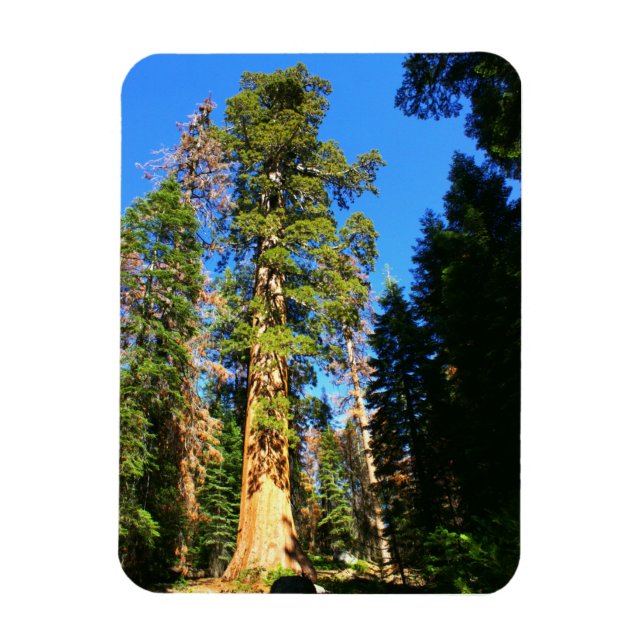 Giant Sequoia National Monument Magnet (Vertical)