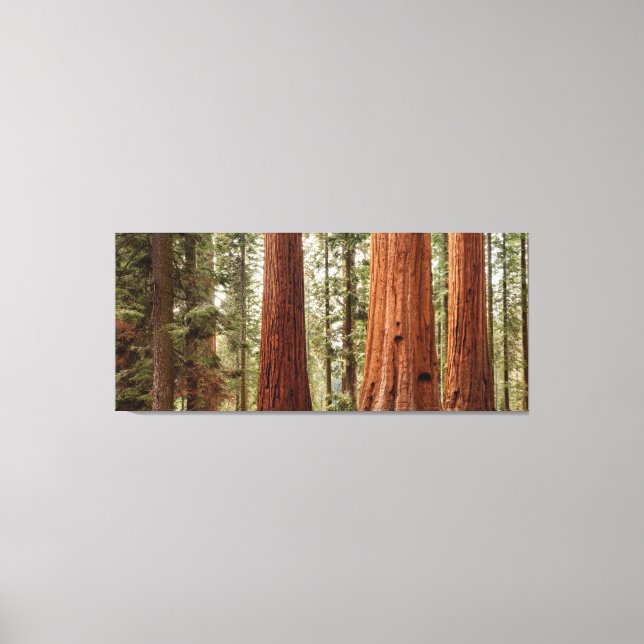 Giant Sequoia Panorama Canvas Print (Front)