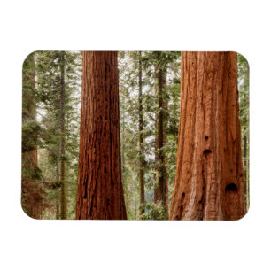 Giant Sequoia Panorama Magnet