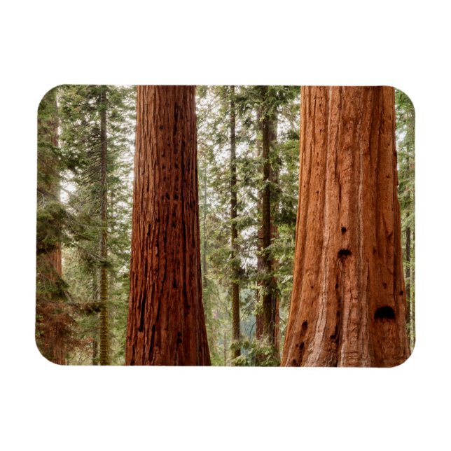 Giant Sequoia Panorama Magnet (Horizontal)