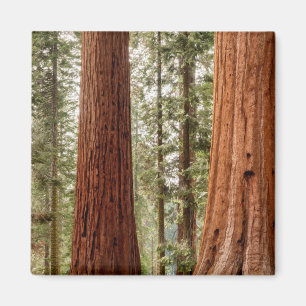 Giant Sequoia Panorama Magnet