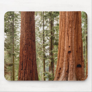 Giant Sequoia Panorama Mouse Pad