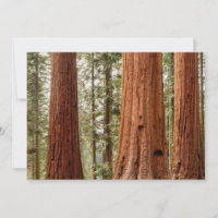 Giant Sequoia Panorama