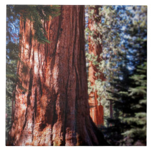 Giant Sequoia Photo Tile