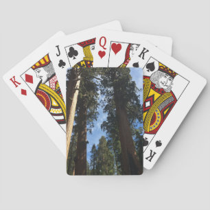 Giant Sequoia Playing Cards