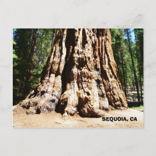 Giant Sequoia Postcard! Postcard