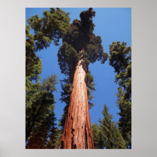 Giant Sequoia Poster