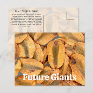 Giant Sequoia Seeds Postcard