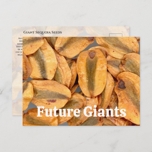Giant Sequoia Seeds Postcard (Front/Back)