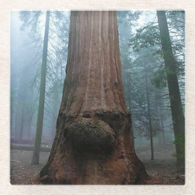 Giant Sequoia Tree in Grant Grove, CA Glass Coaster (Front)