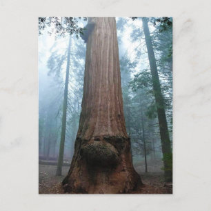 Giant Sequoia Tree in Grant Grove, CA Postcard