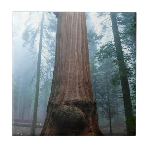 Giant Sequoia Tree in Grant Grove, CA Tile
