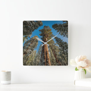 Giant Sequoia Tree in the Snow Square Wall Clock