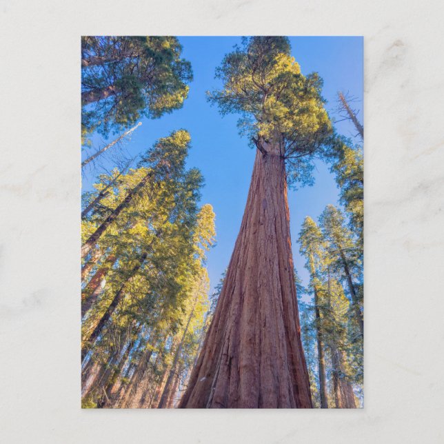 Giant Sequoia Tree under the Sun Postcard (Front)