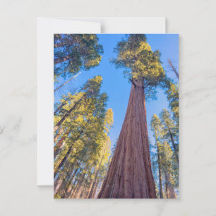 Giant Sequoia Tree under the Sun Postcard