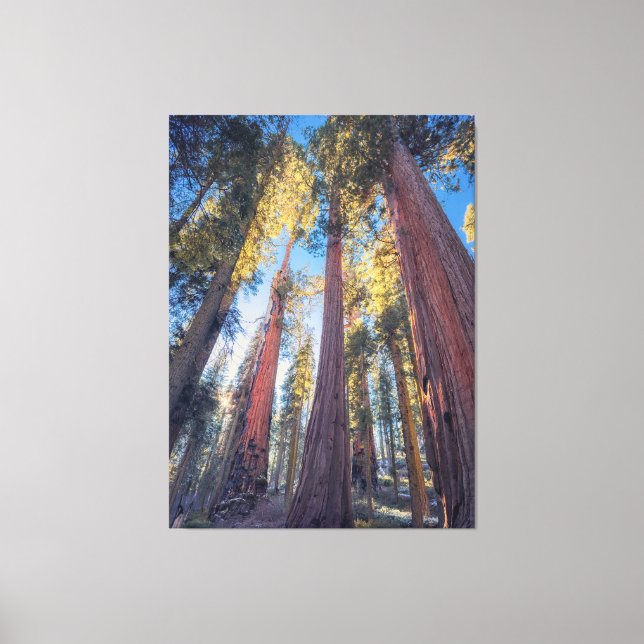 Giant Sequoia Trees Forest Landscape Canvas Print (Front)