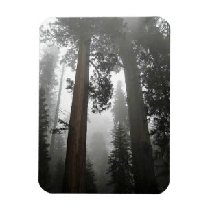 Giant Sequoia Trees in the Fog, CA Magnet