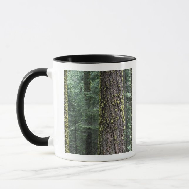 Giant Sequoia trees in the forest, Sequoia and Mug (Left)