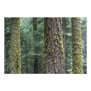 Giant Sequoia trees in the forest, Sequoia and Photo Print