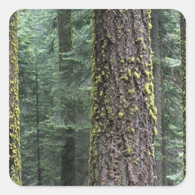 Giant Sequoia trees in the forest, Sequoia and Square Sticker (Front)