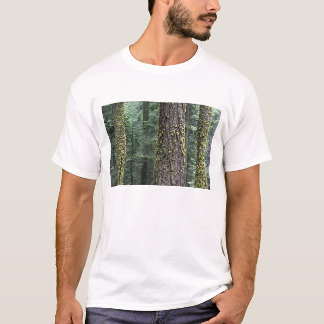 Giant Sequoia trees in the forest, Sequoia and T-Shirt (Front)