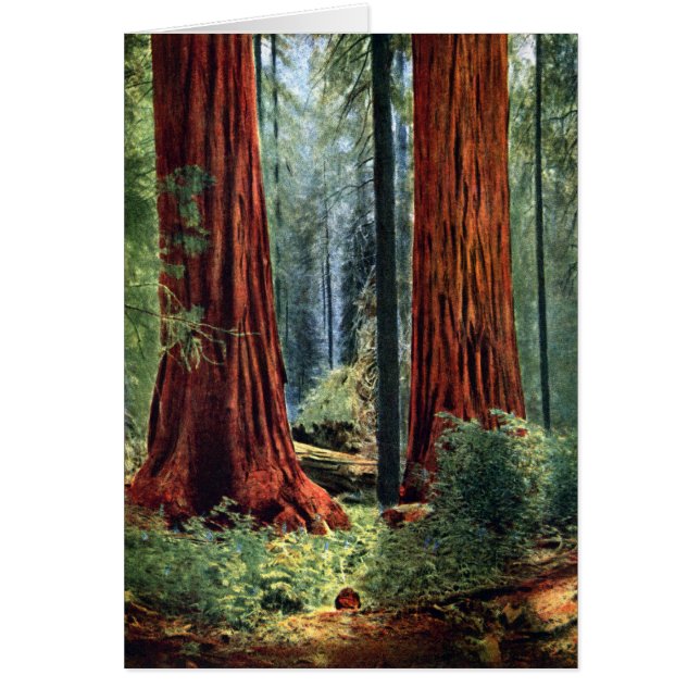 Giant Sequoia Trunks (Front)
