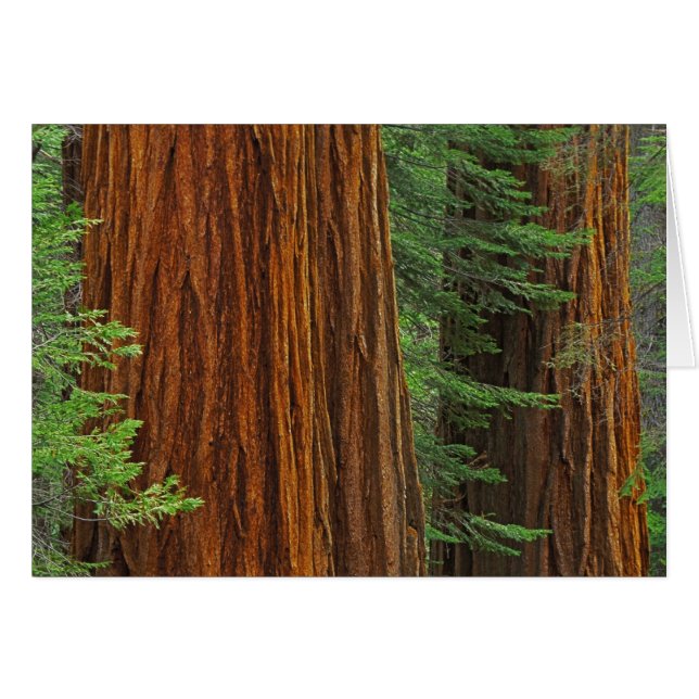 Giant Sequoia trunks in forest, Yosemite (Front Horizontal)
