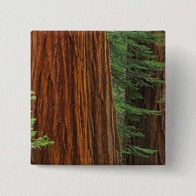 Giant Sequoia trunks in forest, Yosemite 15 Cm Square Badge (Front)