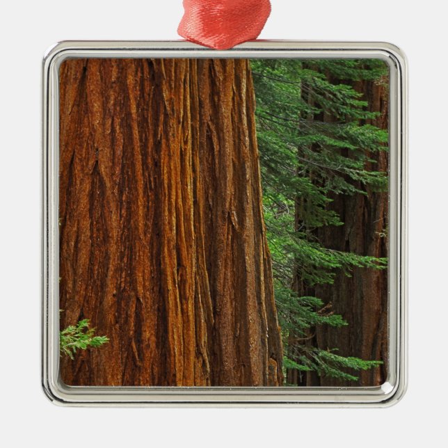 Giant Sequoia trunks in forest, Yosemite Metal Tree Decoration (Front)