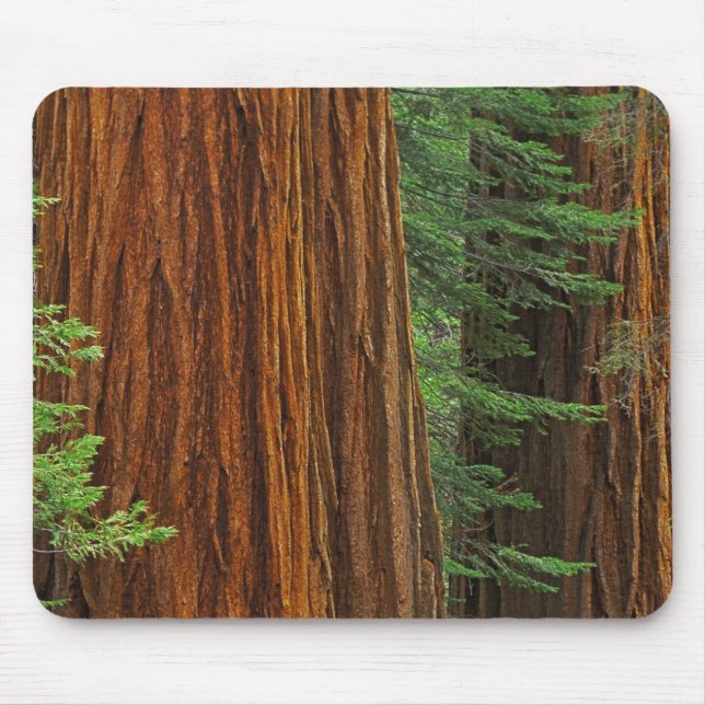 Giant Sequoia trunks in forest, Yosemite Mouse Pad (Front)