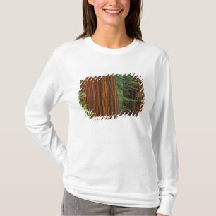 Giant Sequoia trunks in forest, Yosemite T-Shirt