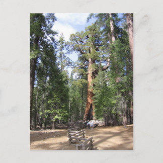 Giant Sequoia, Yosemite National Park Postcard