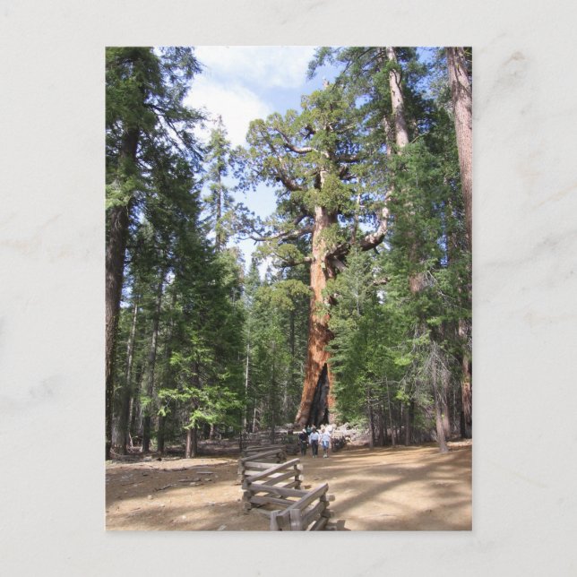 Giant Sequoia, Yosemite National Park Postcard (Front)