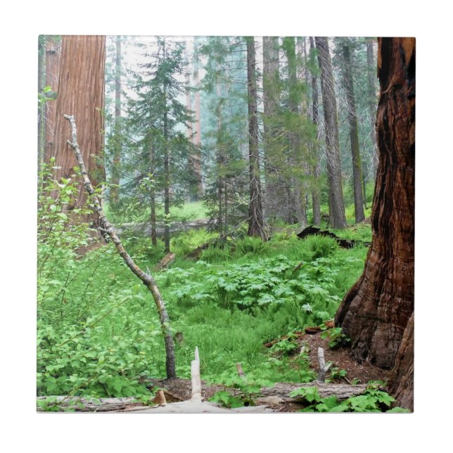 Giant Sequoias in Grant Grove, CA Tile (Front)