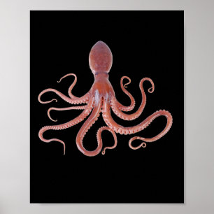 Giant Squid From The Ocean For Animal Lovers  Poster