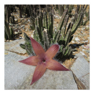 Giant Starfish Cactus Poster