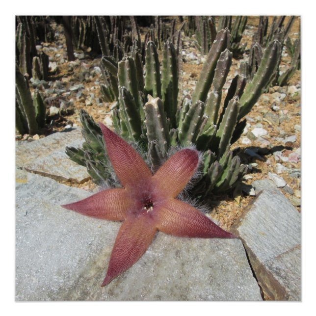Giant Starfish Cactus Poster (Front)