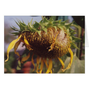 Giant Sunflower Seeding Dying Thanksgiving Card