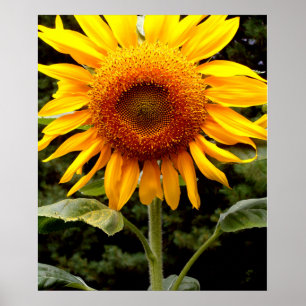 Giant Sunflower, yellow flower Poster