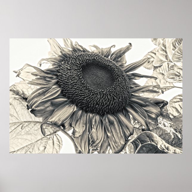 Giant Sunflowers Sepia Vintage Summer Floral Poster (Front)