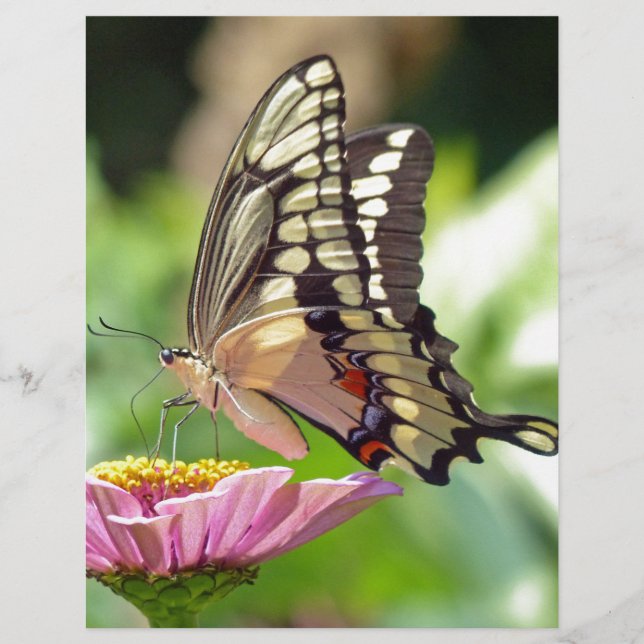 Giant Swallowtail Butterfly (Front)